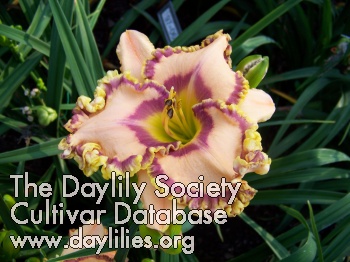 Daylily Anchor for My Soul