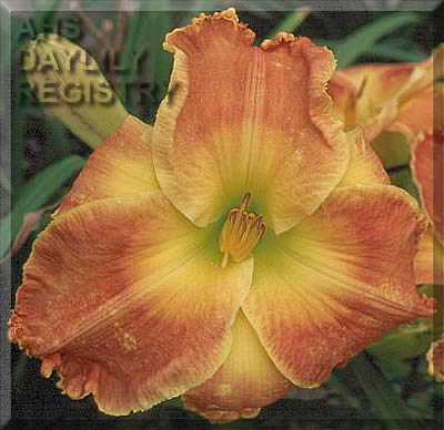 Daylily Ancient Armor