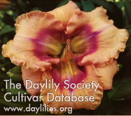 Daylily Ancient Echoes