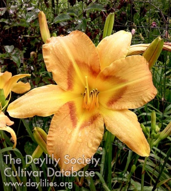 Daylily Ancient Ent