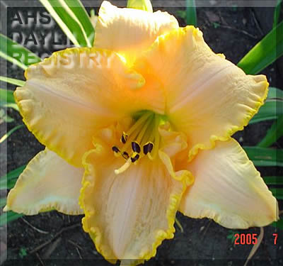 Daylily Angels Whisper for You