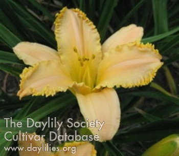 Daylily Angels Delight