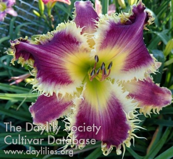 Daylily Ann Marie Kulpa