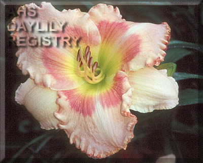 Daylily Anna Ruby Revisited