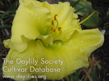 Daylily Annunciation
