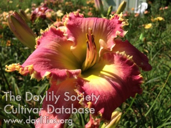 Daylily Another One Bites the Dust