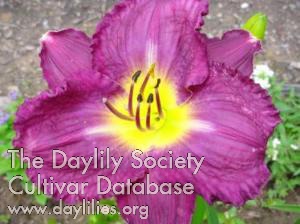 Daylily Ansel Adams