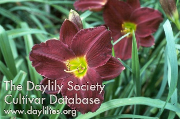 Daylily Antietam