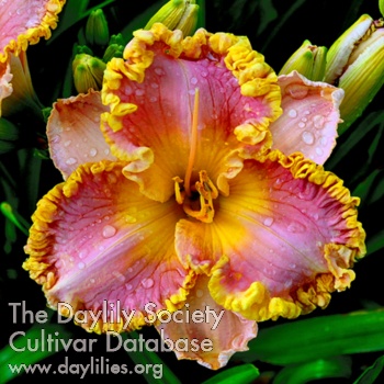 Daylily Approach Arabesque