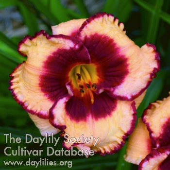 Daylily Arameni