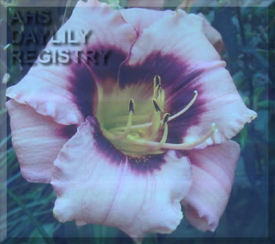 Daylily Arles Sultry Eyes