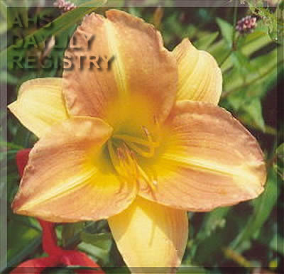 Daylily Arnold and Donna