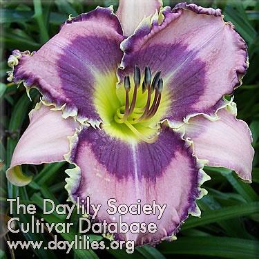 Daylily Art Gallery Expressionism