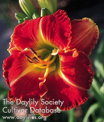 Daylily Art Imperial