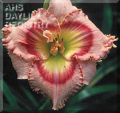 Daylily Art by Picasso