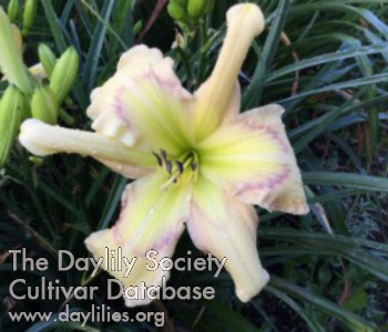 Daylily Artefact