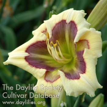 Daylily Artist at Heart