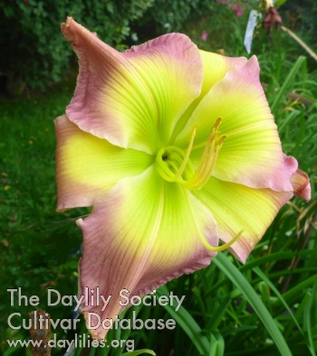 Daylily As Green as Green Can Be
