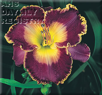 Daylily As Time Goes By