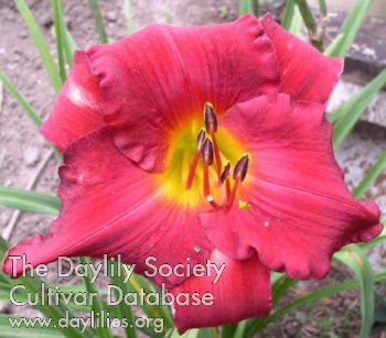 Daylily Ascension by Fire