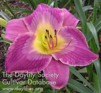 Daylily Asian Emperor