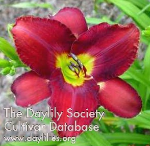 Daylily Assyrian Chariot