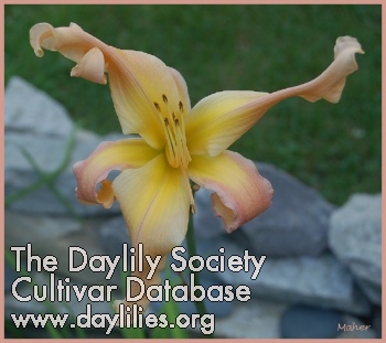 Daylily Astargic