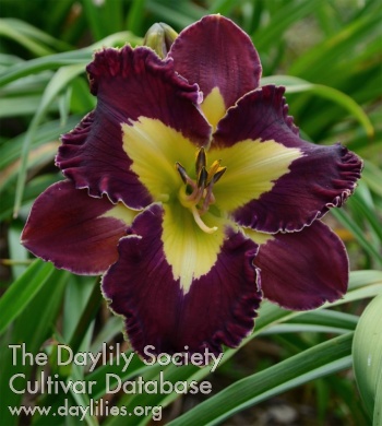 Daylily Atalia Forever in My Heart