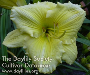 Daylily Atlanta Bouquet