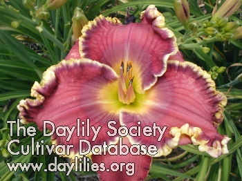 Daylily Audience of One