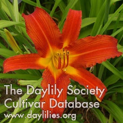 Daylily August Adoration
