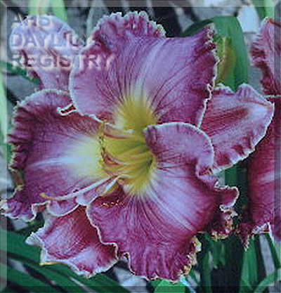 Daylily Aunt Lorene's Poetry