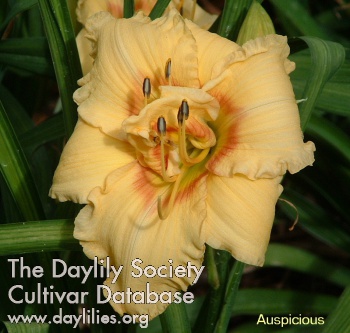 Daylily Auspicious