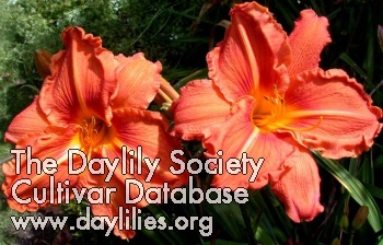 Daylily Aussie Flaming Beauty