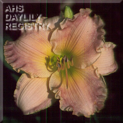 Daylily Autumn Wood