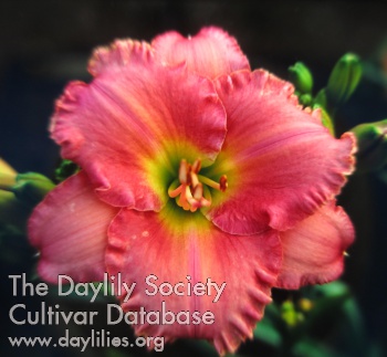 Daylily Awash with Color