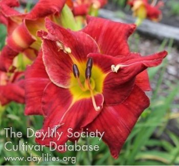 Daylily Awesome Adventure