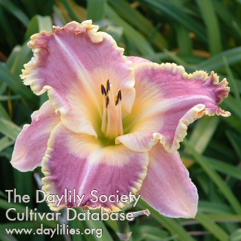 Daylily Awesome Edger