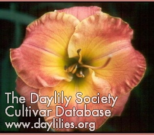 Daylily Aztec Beauty