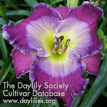 Daylily Azure Hooded Jay