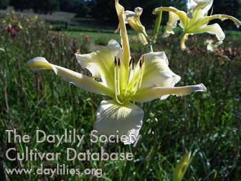 Daylily Aerial Ballet