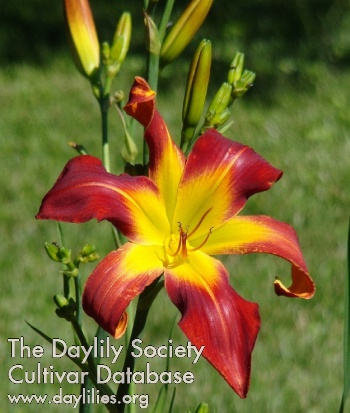 Daylily Against All Odds