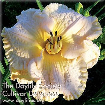 Daylily Albion Moonlight