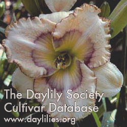 Daylily Alien's Eye