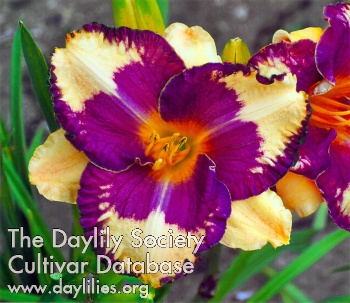 Daylily Anahuac