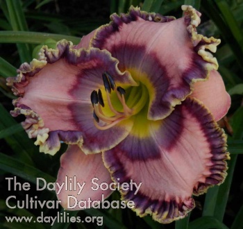 Daylily Ancient Times