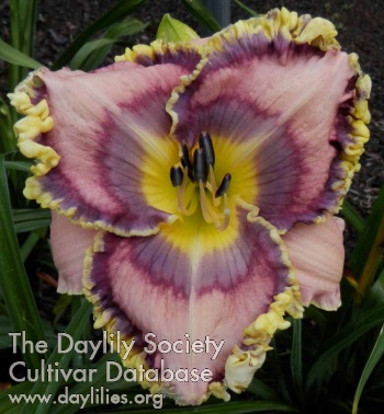 Daylily Are You Listening