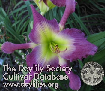 Daylily Astral Voyager
