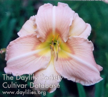 Daylily Attribution