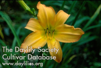 Daylily August Star